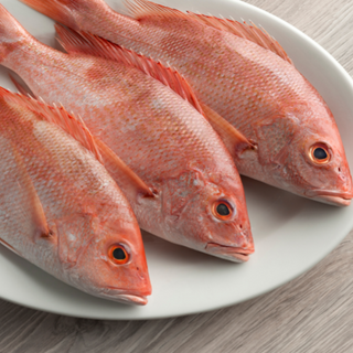 Red snapper