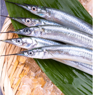 Needle Fish