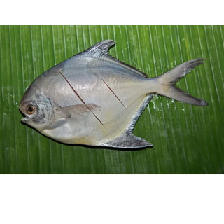 Silver Pomfret