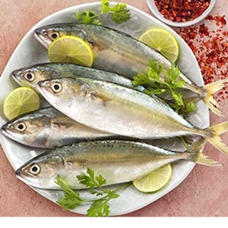 Indian Mackerel