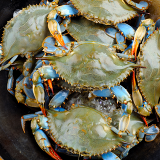 Blue Crab