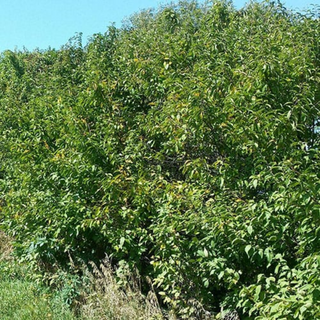 Plum, American- Bundle of 25