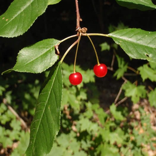 Cherry, Pin- Bundle of 25