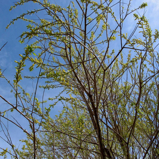 Willow, Peach Leaf- Bundle of 25