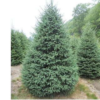Spruce, Black Hills- 1-Gal. Container- 15-18"