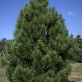 Pine, Red- Container