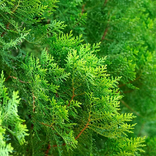 Arborvitae, Nigra- Dark Green- Container
