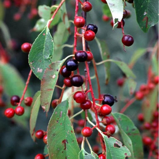 Chockecherry, Common- Bundle of 25