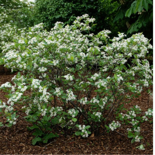 Chokeberry, Black- 'McKenzie'- Bundle of 25