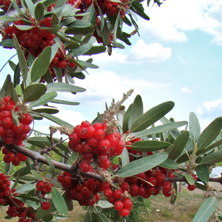 Buffaloberry- Bundle of 25