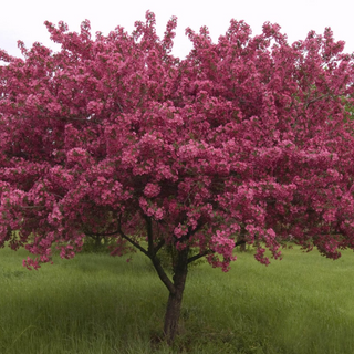 Crabapple, Red Splendor-Bundle of 25