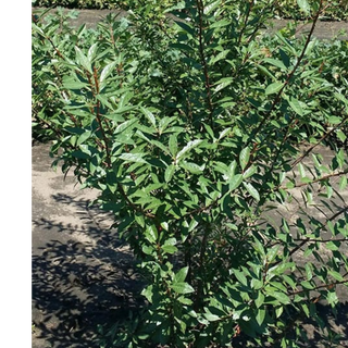 Cherry, Sand- Bundle of 25