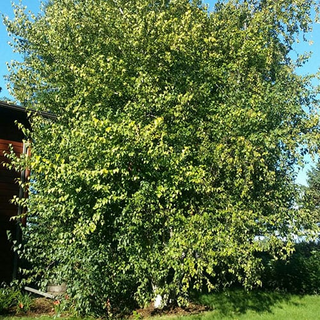 Birch, Whitespire- Bundle of 25