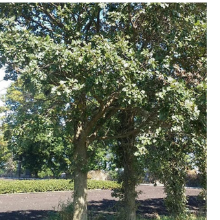 Oak, Bur- Bundle of 25