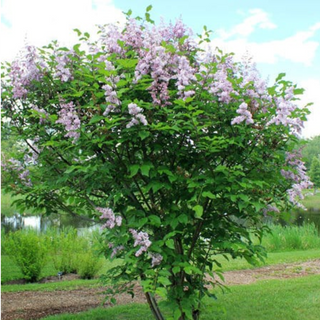 Lilac, Villosa- Bundle of 25