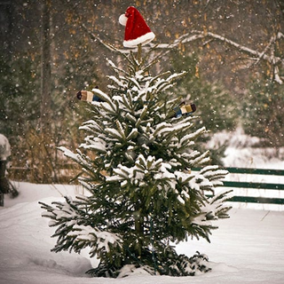 Spruce, White- Bundle of 50