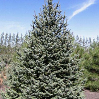 Spruce, Meyer- Container