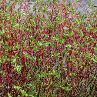 Dogwood, Red-Osier- Bundle of 25