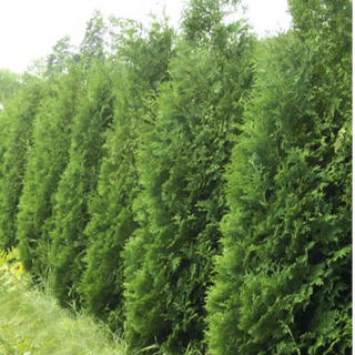 Arborvitae, American- Container