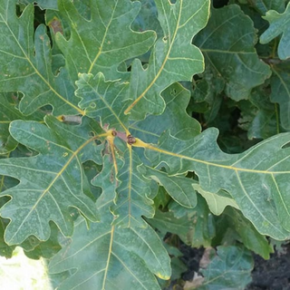 Oak, White- Bundle of 25
