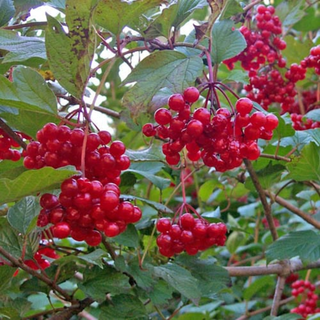 Cranberrybush, American- Bundle of 25