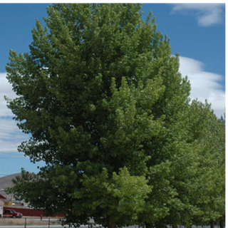 Poplar, Norway, Siouxland- Bundle of 25