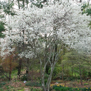 Serviceberry, Alleghany- Bundle of 25