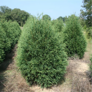 Arborvitae, Techny- Container