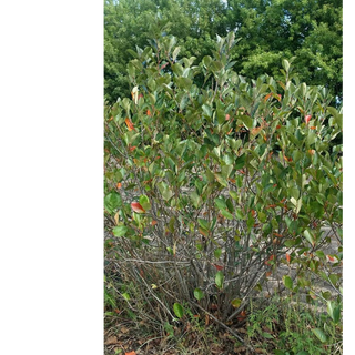 Chokeberry, Black- Bundle of 25
