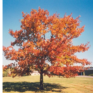 Oak, Red (Northern)- Bundle of 25