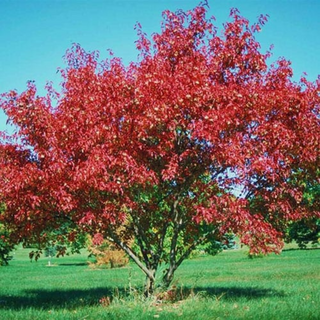 Maple, Amur- Bundle of 25