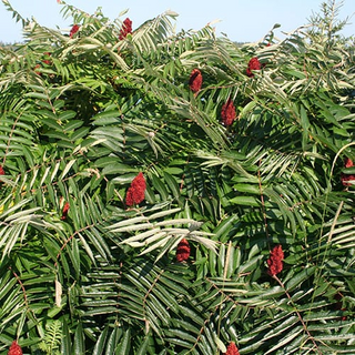 Sumac, Staghorn- Bundle of 25