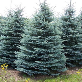 Spruce, Black Hills- Bundle of 50
