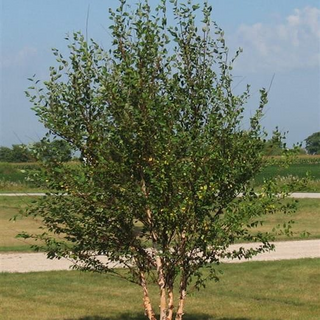 Birch, River- Bundle of 25