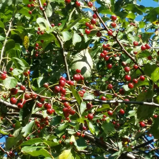 Crabapple, Midwest- Bundle of 25