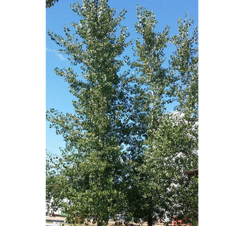 Cottonwood, Male (Cottonless)- Bundle of 25