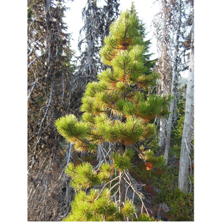 Pine, Lodgepole- Bundle of 25