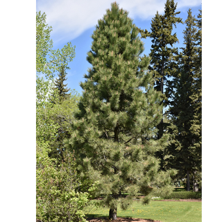 Pine, Ponderosa- Bundle of 25