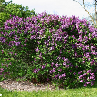 Lilac, Common Purple- Bundle of 25