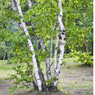 Birch, Paper- Bundle of 25