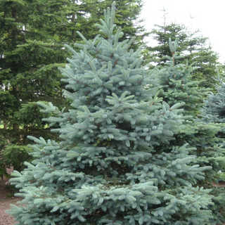 Spruce, Colorado- Bundle of 25
