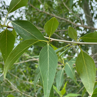 Cottonwood, Narrowleaf- Bundle of 25