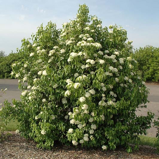 Nannyberry- Bundle of 25