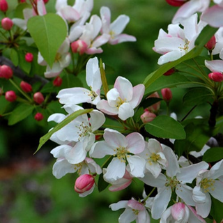 Crabapple, Siberian- Bundle of 25