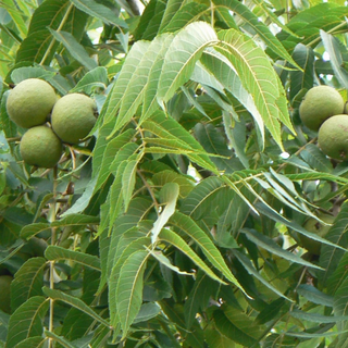 Walnut, Black- Bundle of 25