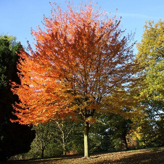 Maple, Rubrum- Bundle of 25