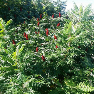 Sumac, Smooth- Bundle of 25
