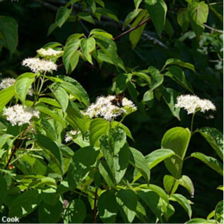 Dogwood, Silky- Bundle of 25