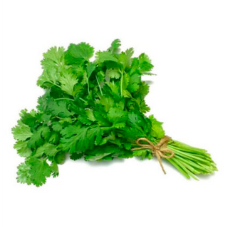 CILANTRO