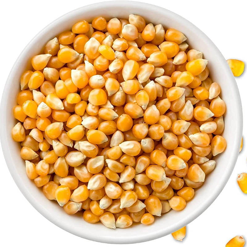 Popcorn Kernal Seeds 500 gm Main Image